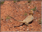 foto Parco nazionale Uluru-Kata, Tjuta